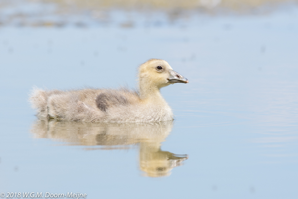 Grauwe gans