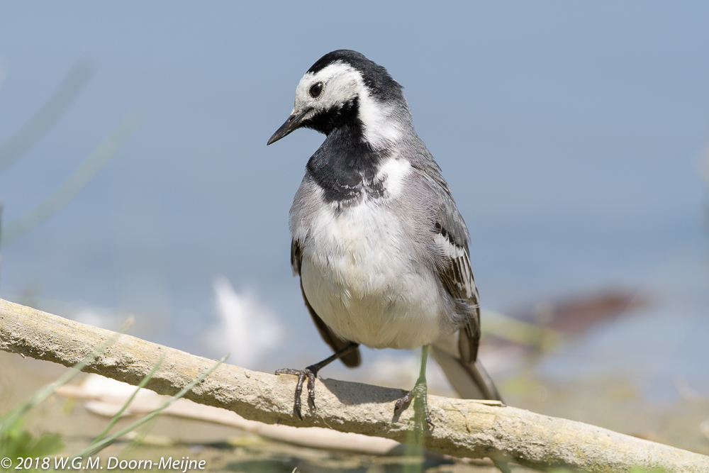 Witte Kwikstaart(Motacilla alba)