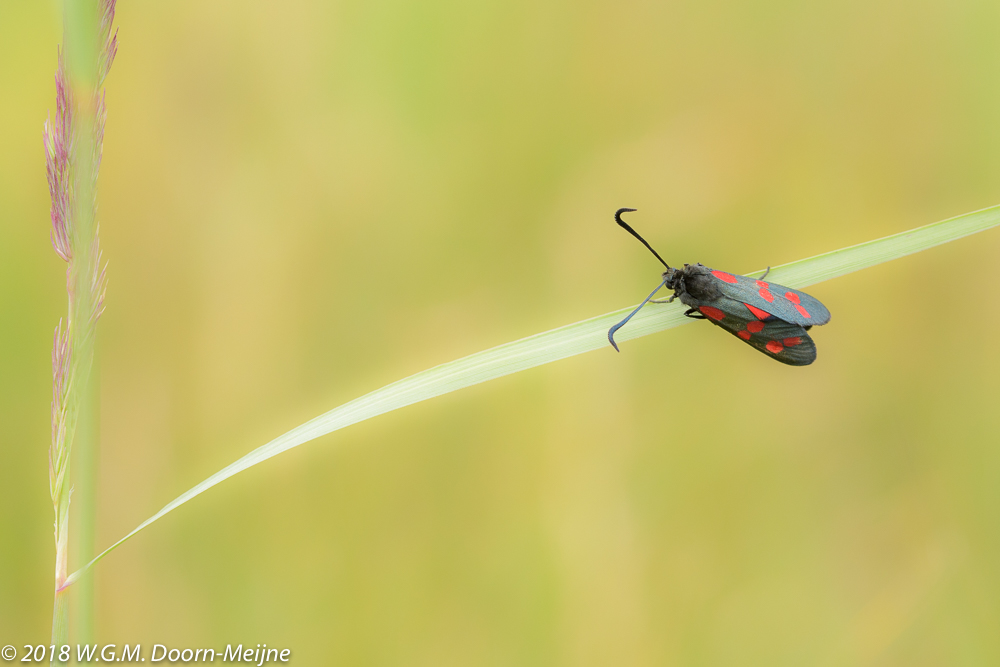 St. Jansvlinder (Zygaena filipendulae)