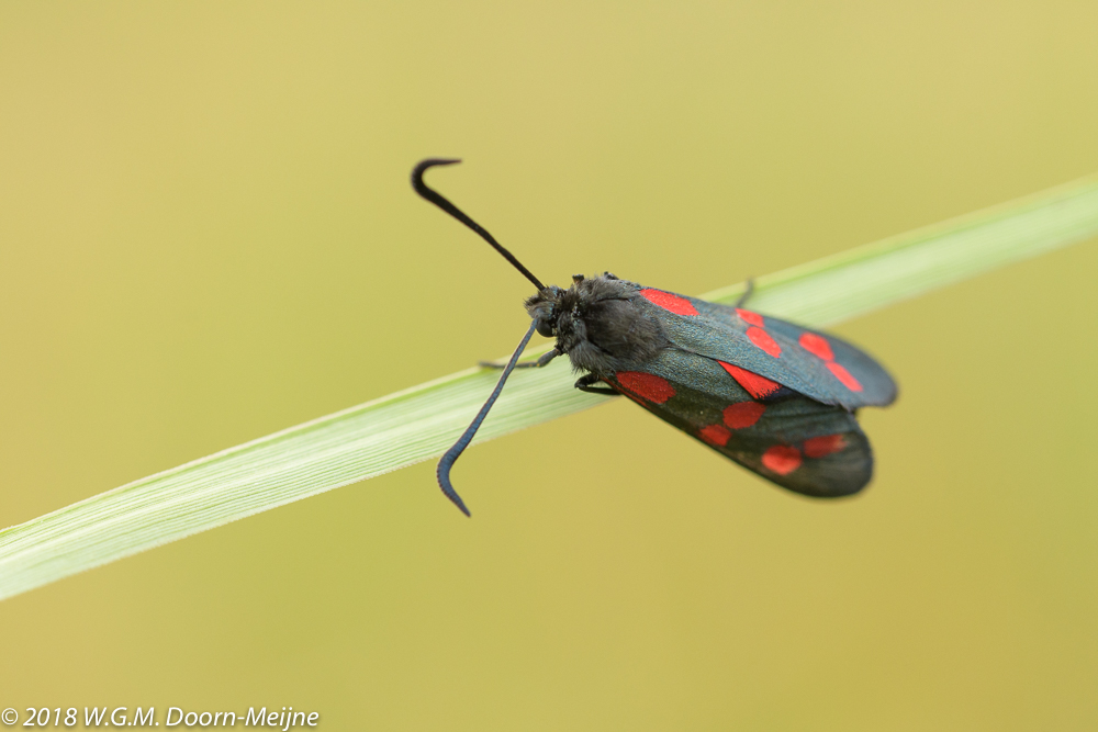 St. Jansvlinder (Zygaena filipendulae)