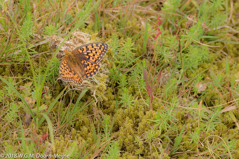 Duinparelmoervlinder (Argynnis niobe