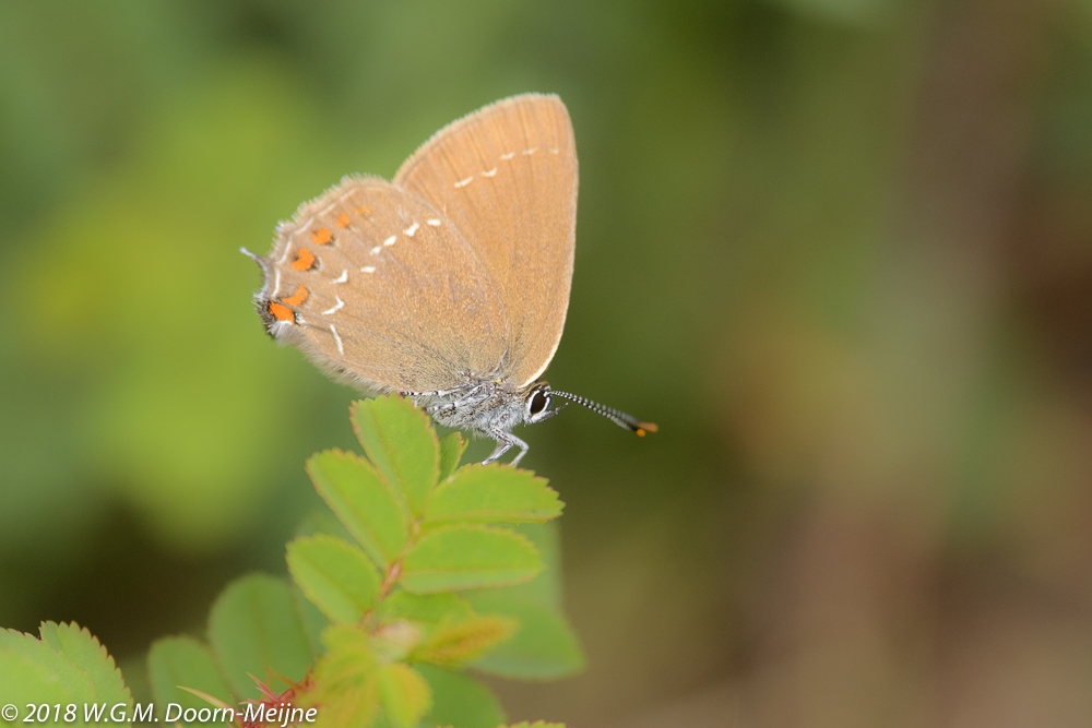 Bruine eikenpage (Satyrium ilicis)