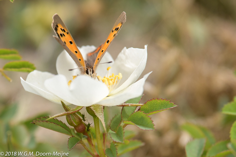 Kleine vuurvlinder in een roosje (Lycaena phlaeas)