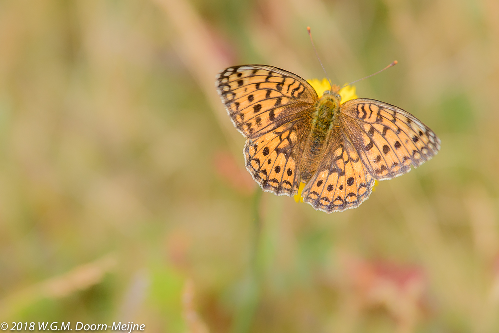 Duinparelmoervlinder (Argynnis niobe