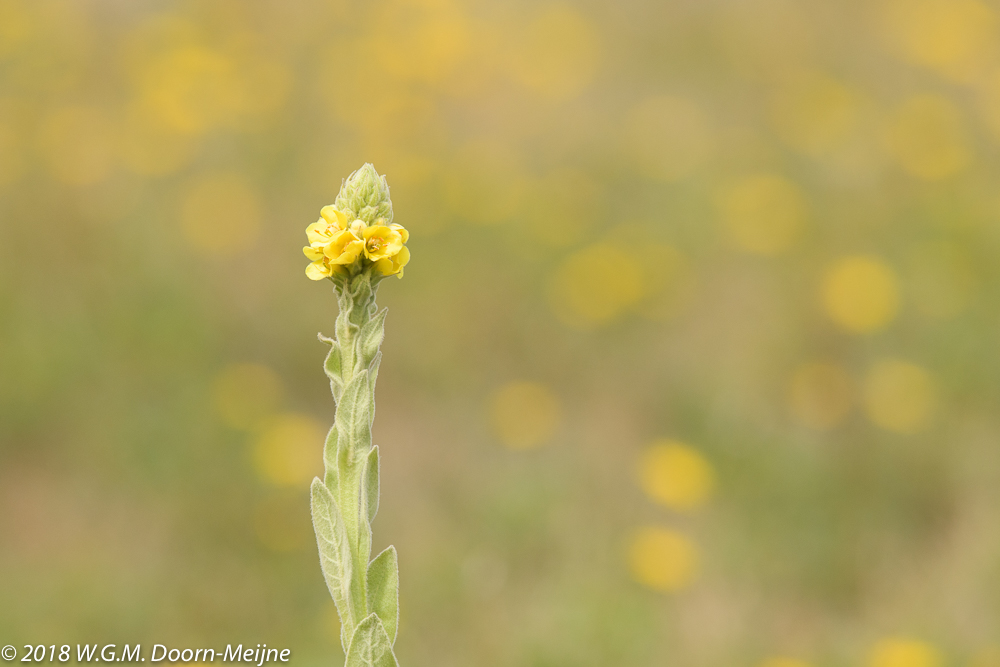 Koningskaars (Verbascum thapsus)