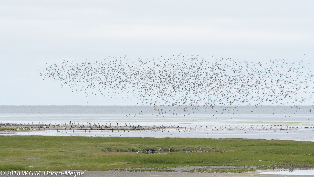 Bonte Strandlopers