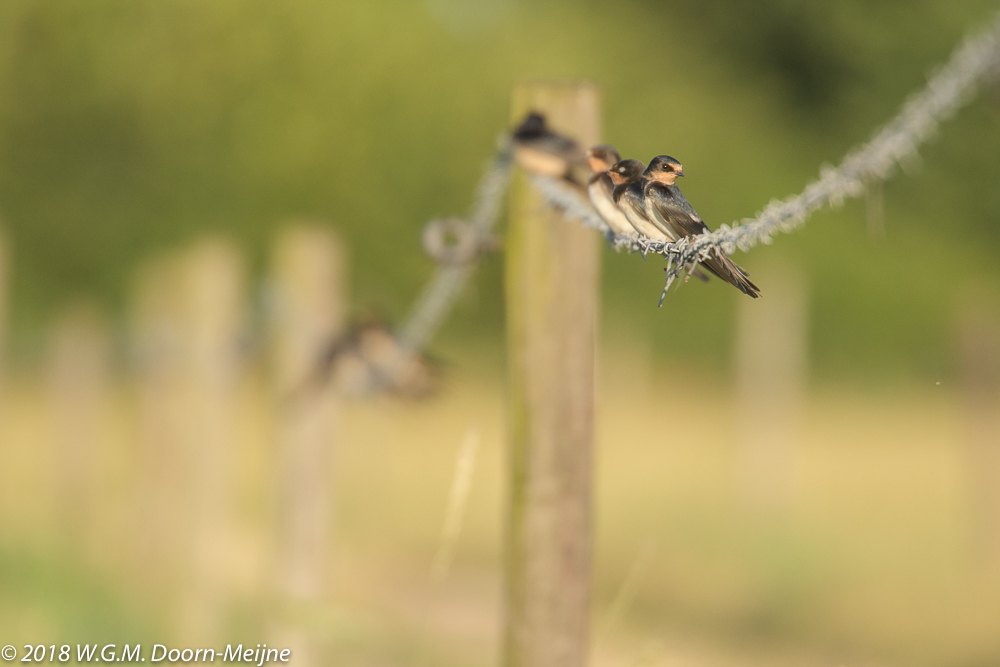 boerenzwaluw(Hirundo rustica)