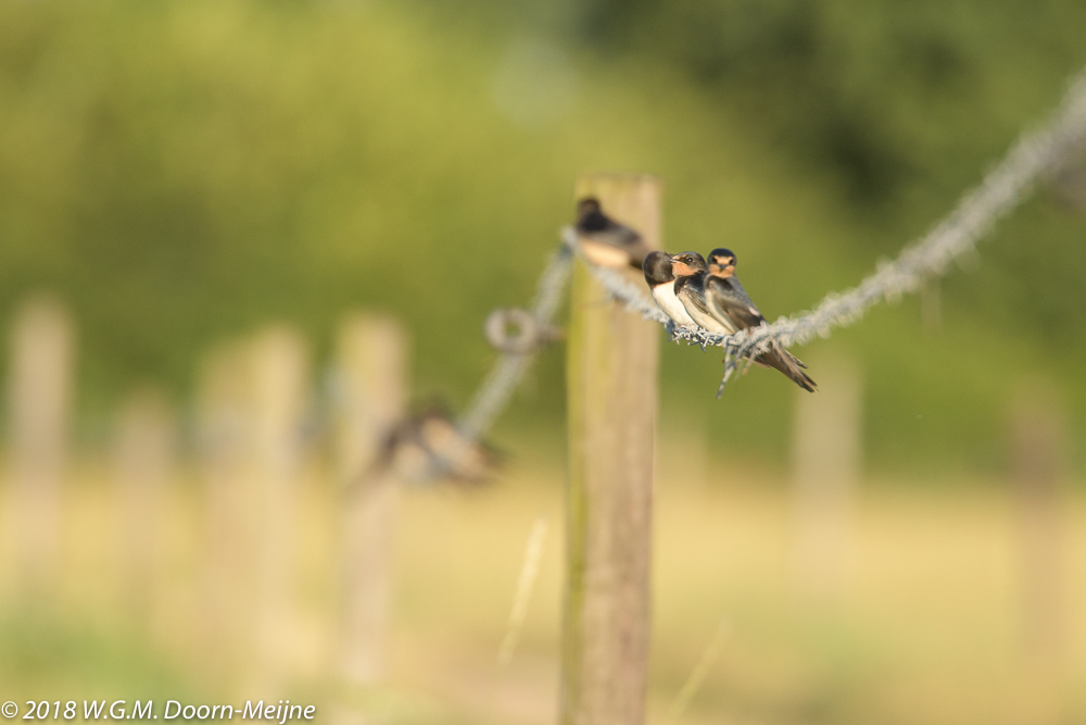 boerenzwaluw(Hirundo rustica)