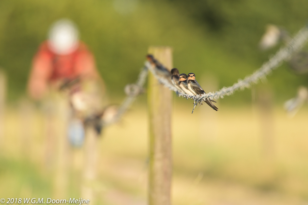 boerenzwaluw(Hirundo rustica)