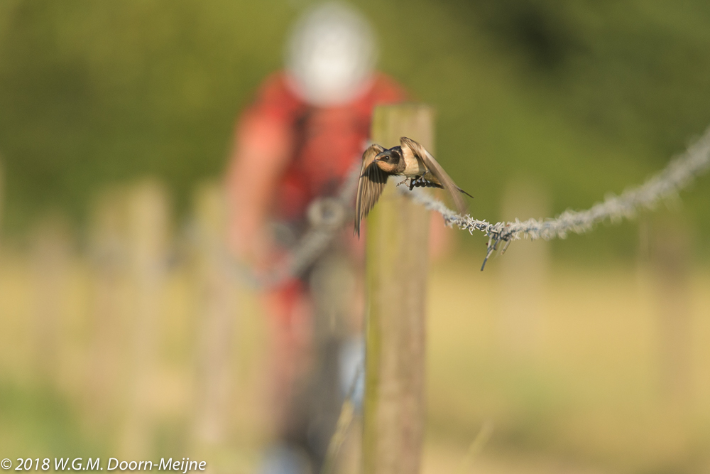 boerenzwaluw(Hirundo rustica)