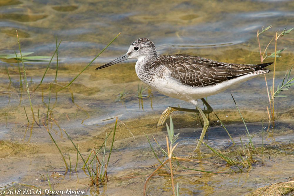 groenpootruiter(Tringa nebularia)