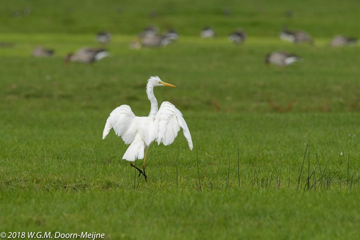 Grote Zilverreiger