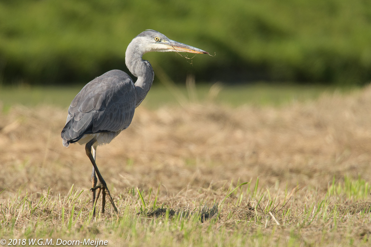 Blauwe Reiger