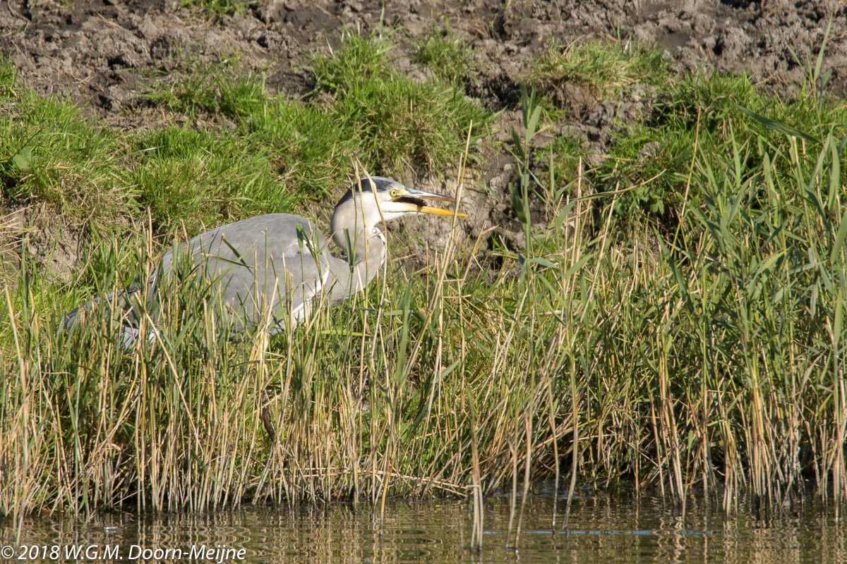 Blauwe Reiger