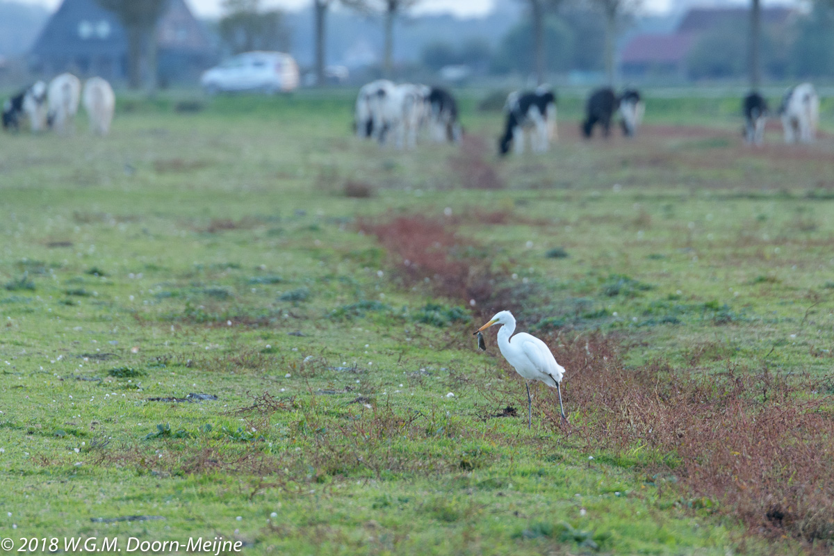 Grote Zilverreiger