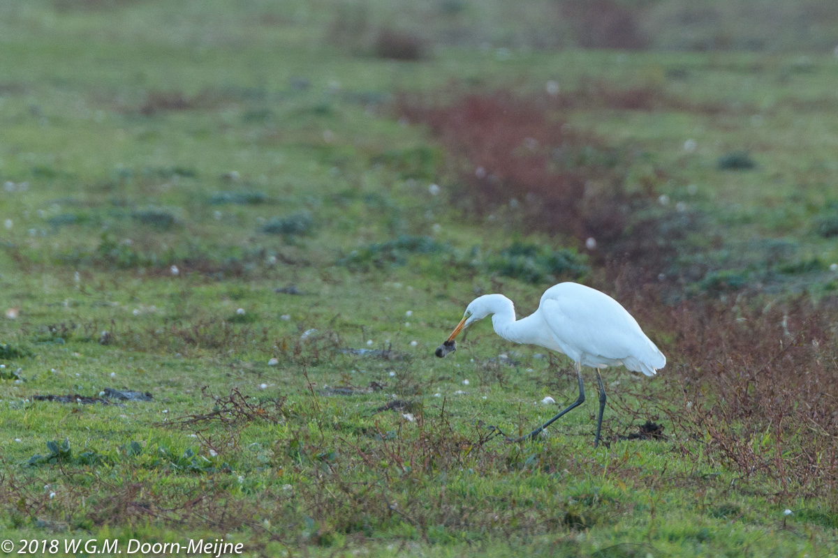 Grote Zilverreiger