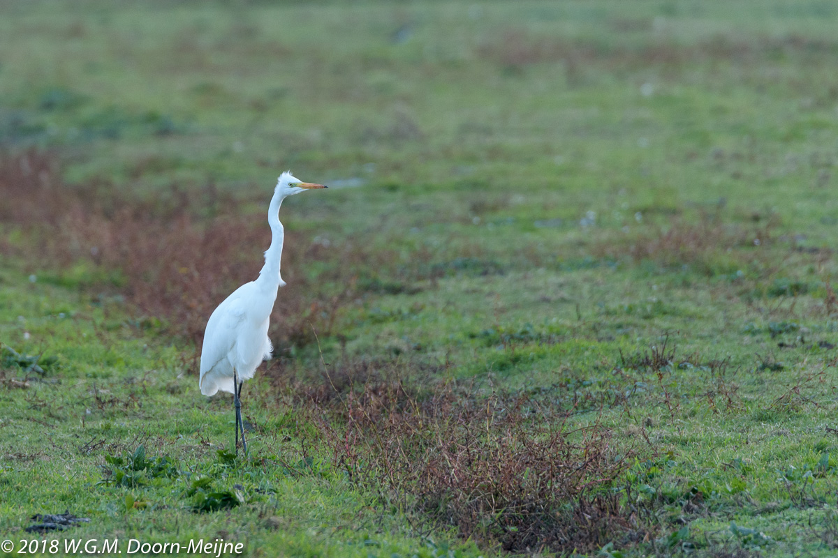 Grote Zilverreiger