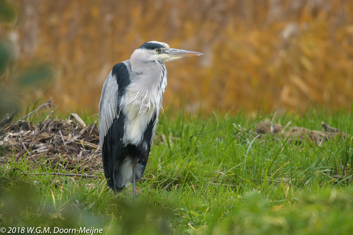 Blauwe reiger