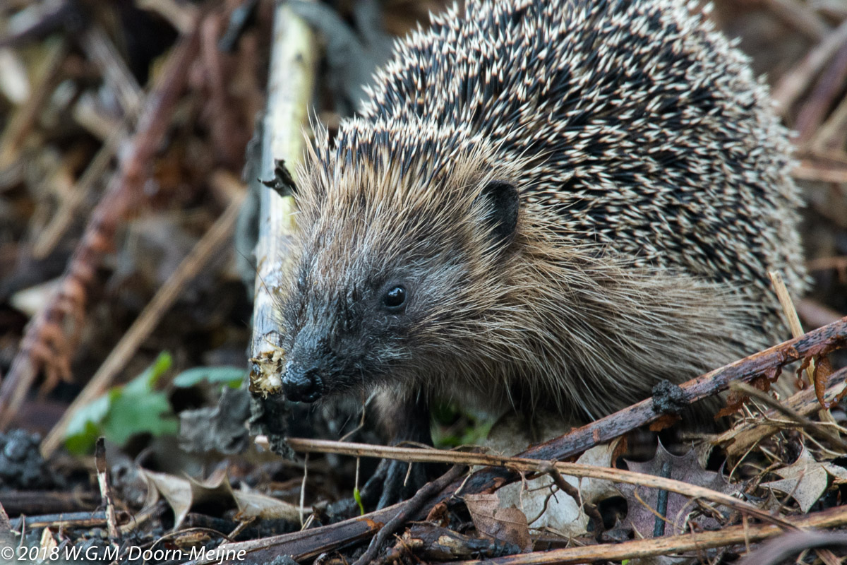 egel (Erinaceus europaeus)