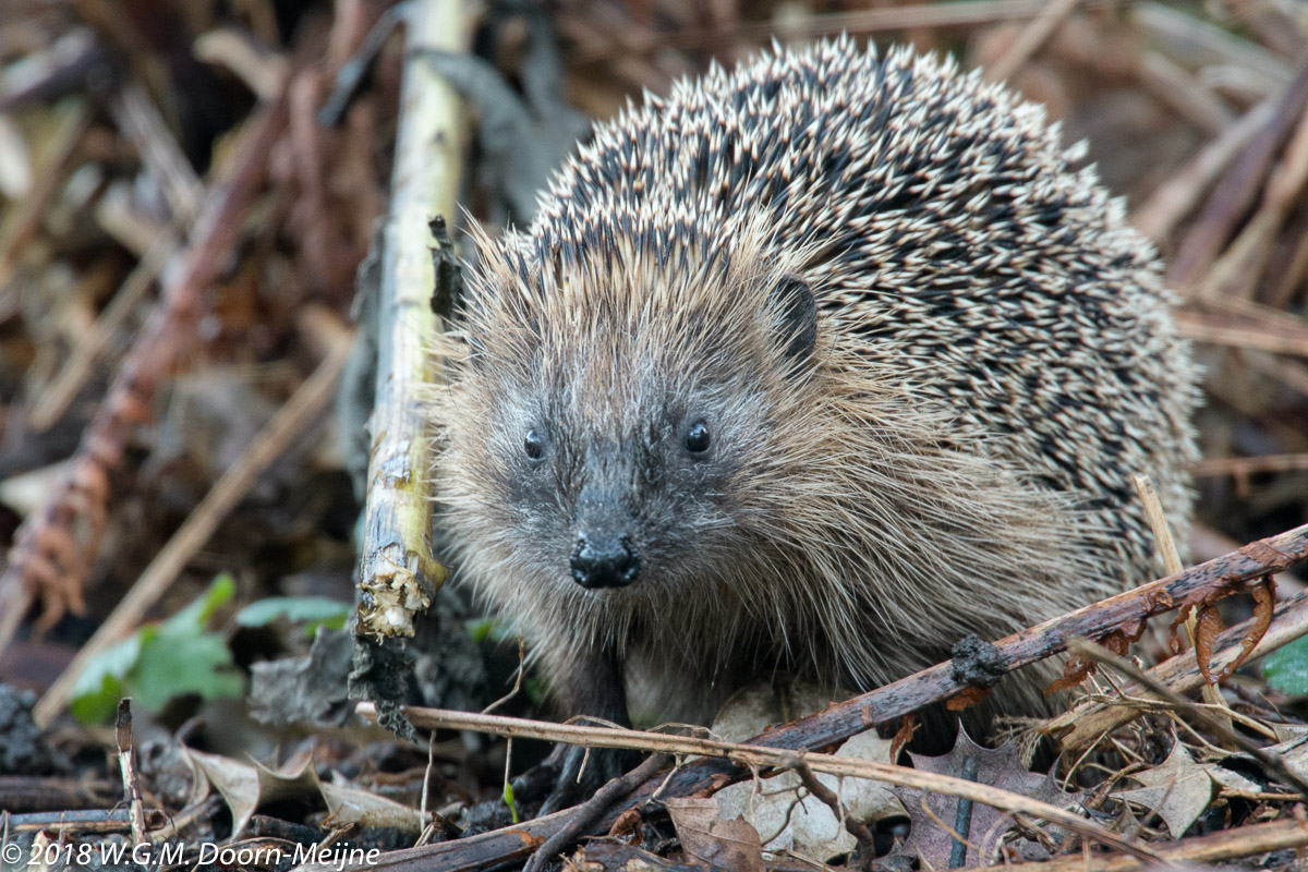 egel (Erinaceus europaeus)