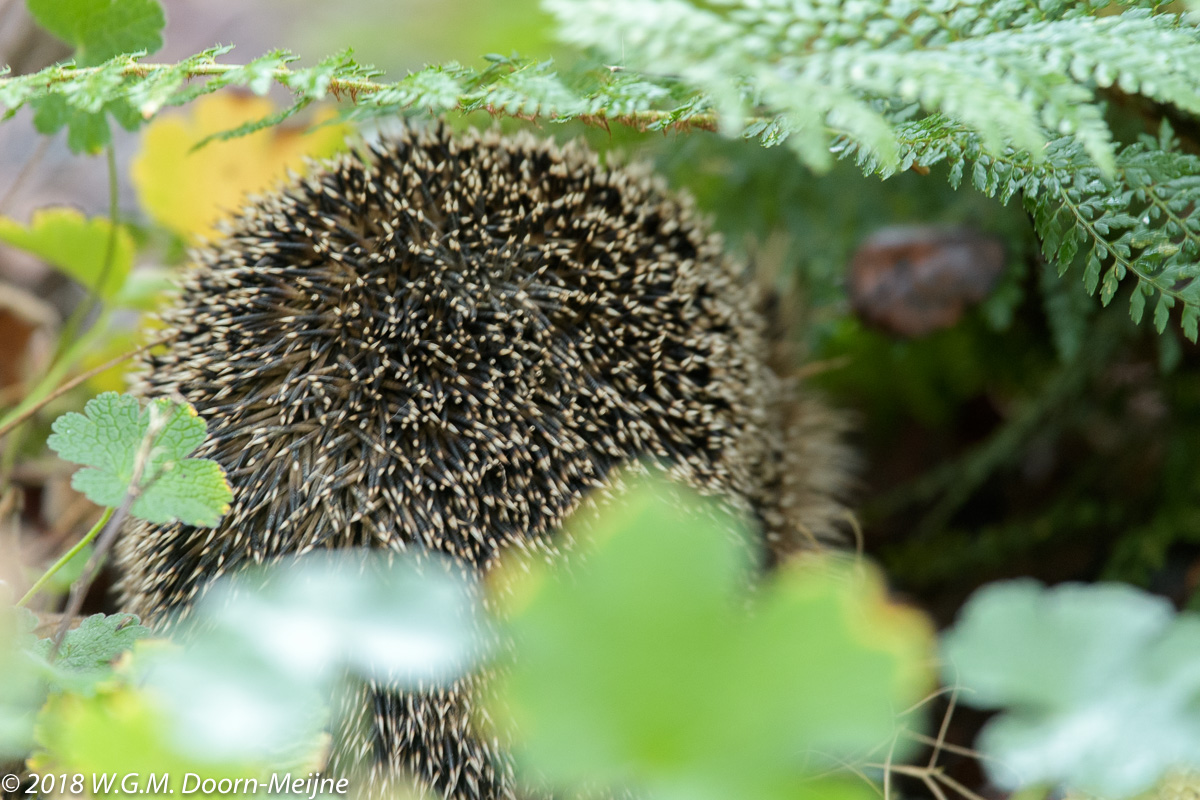 egel (Erinaceus europaeus)