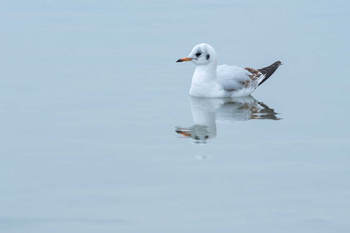 Kokmeeuw (Chroicocephalus ridibundus)