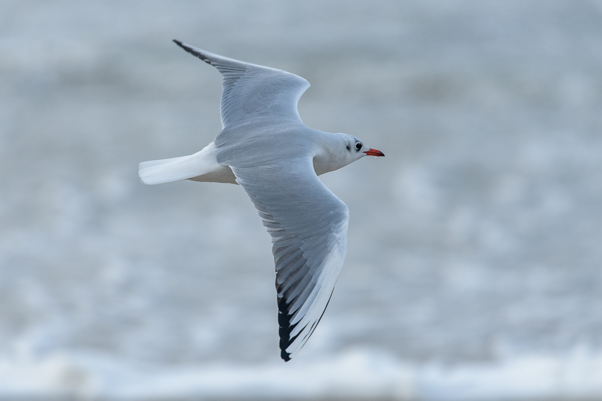 Kokmeeuw (Chroicocephalus ridibundus)