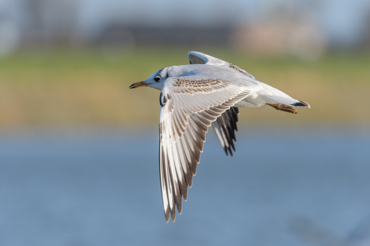 Kokmeeuw (Chroicocephalus ridibundus)