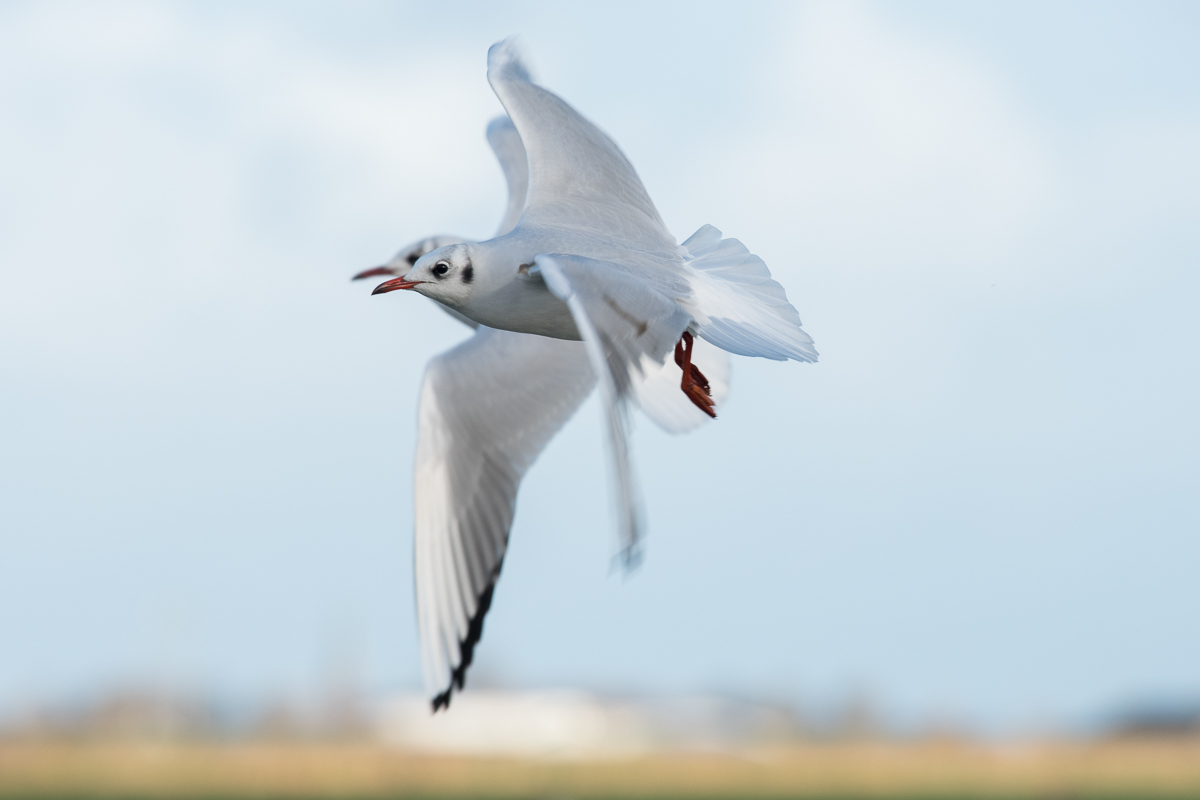 Kokmeeuw (Chroicocephalus ridibundus)