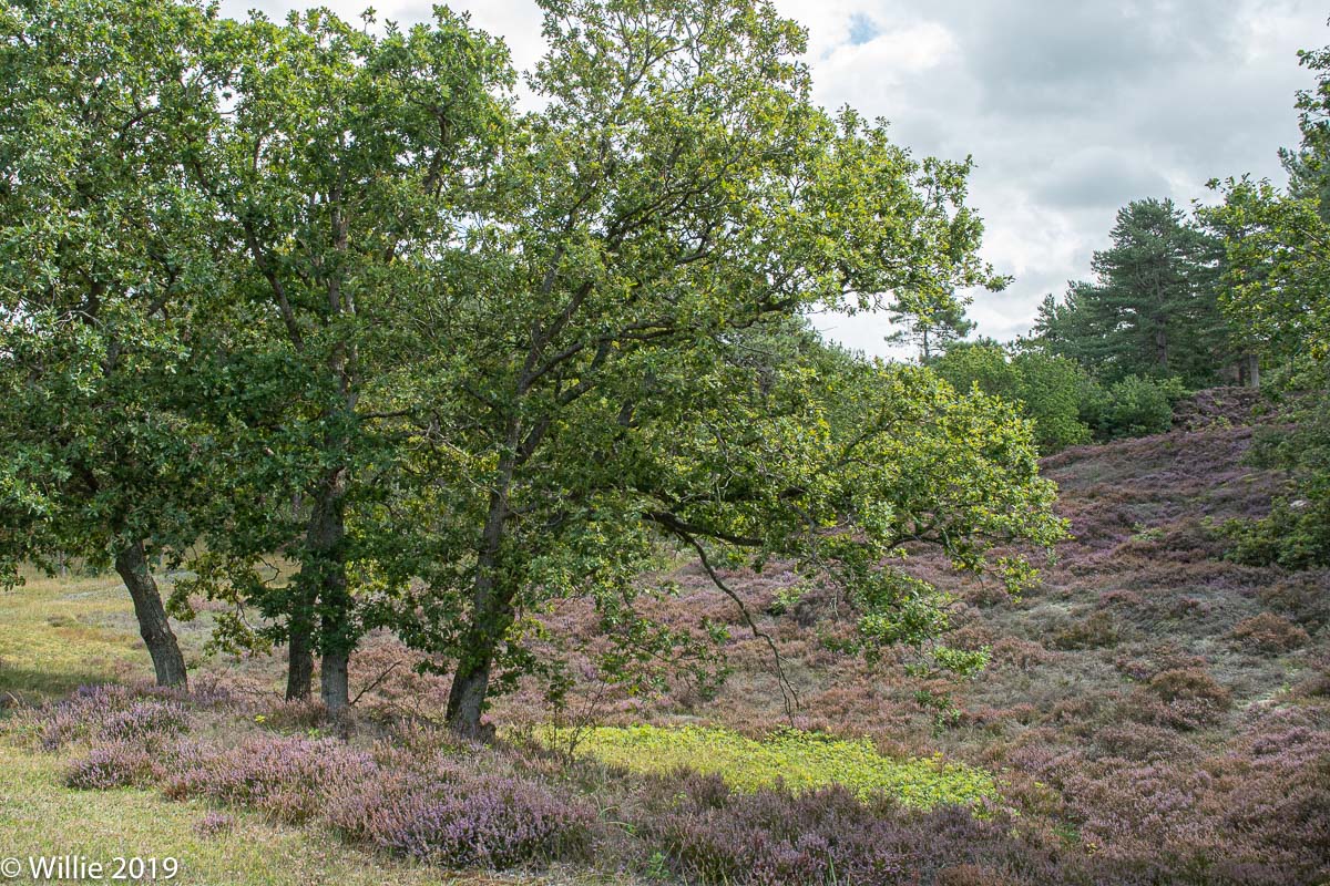 heide in Bergen