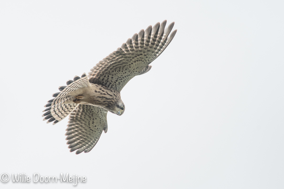 Torenvalk Falco tinnunculus