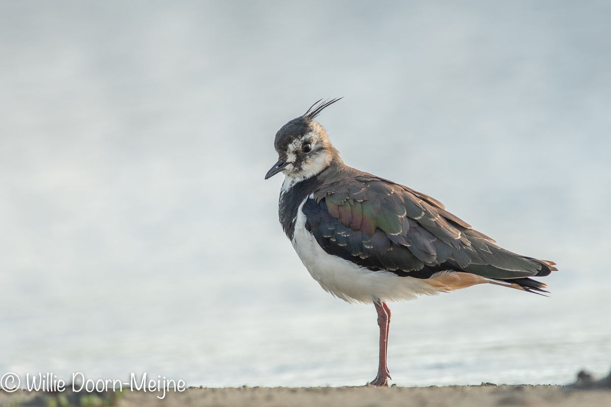 Kievit Vanellus vanellus