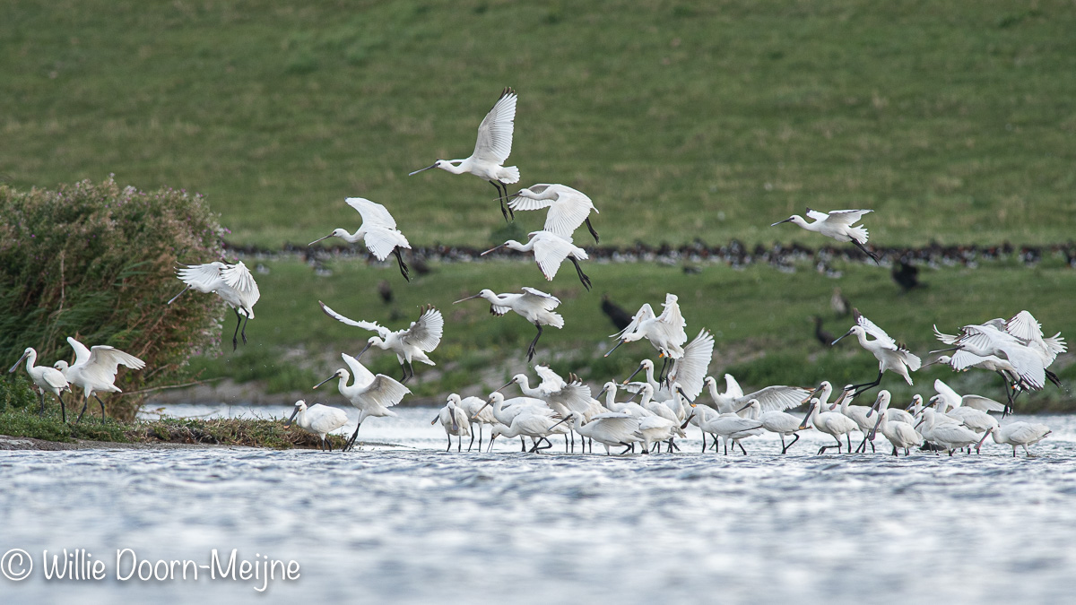 Lepelaar Platalea leucorodia