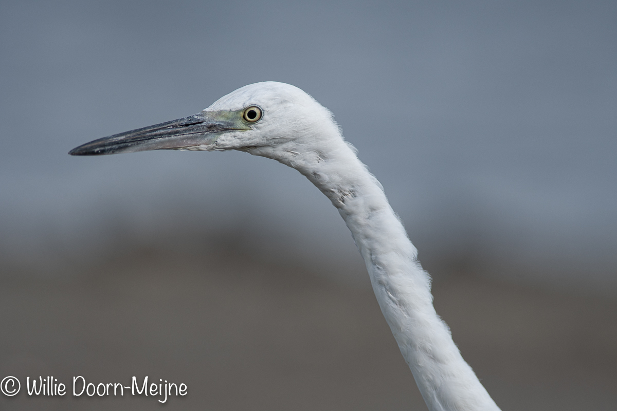 Kleine Zilverreiger Egretta garzetta