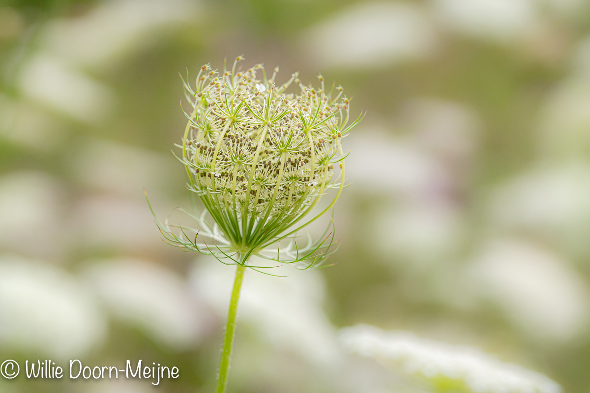 Wilde peen Daucus carota