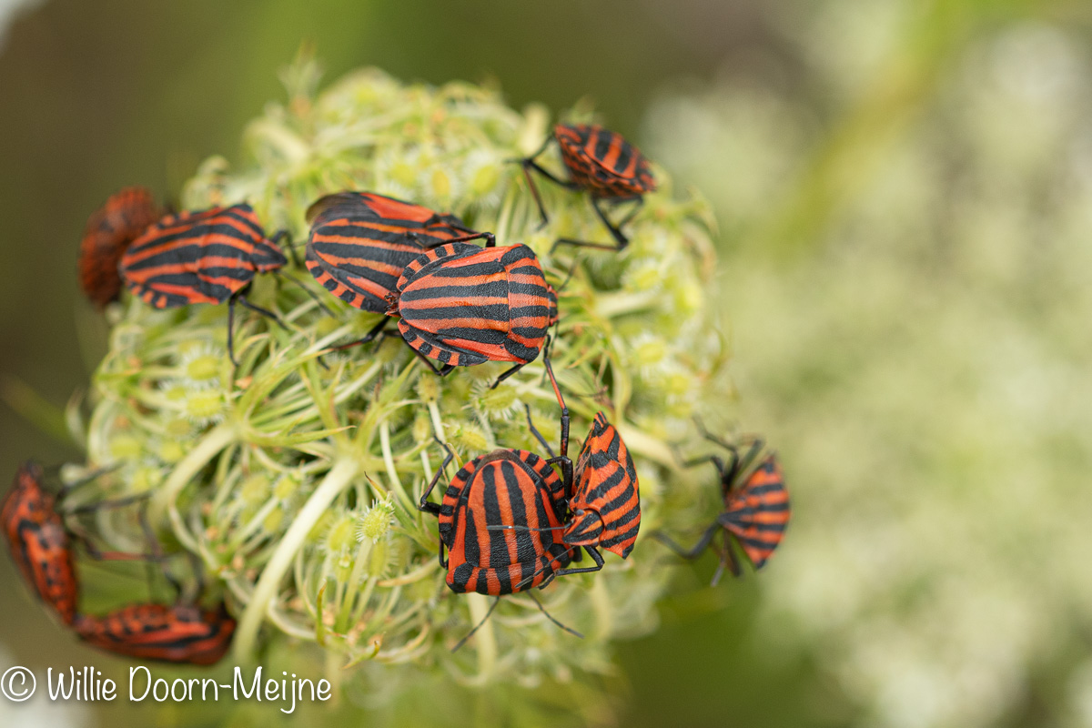 Graphosoma italicum