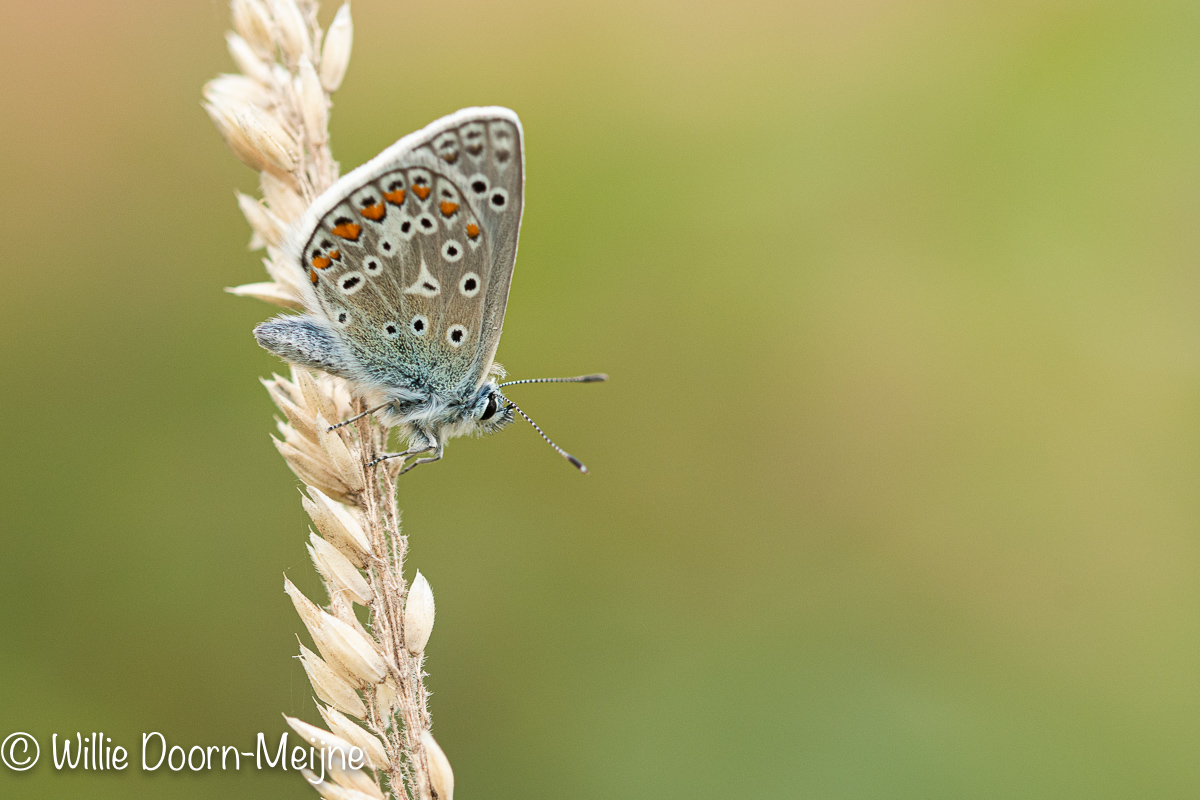 icarusblauwtje Polyommatus icarus