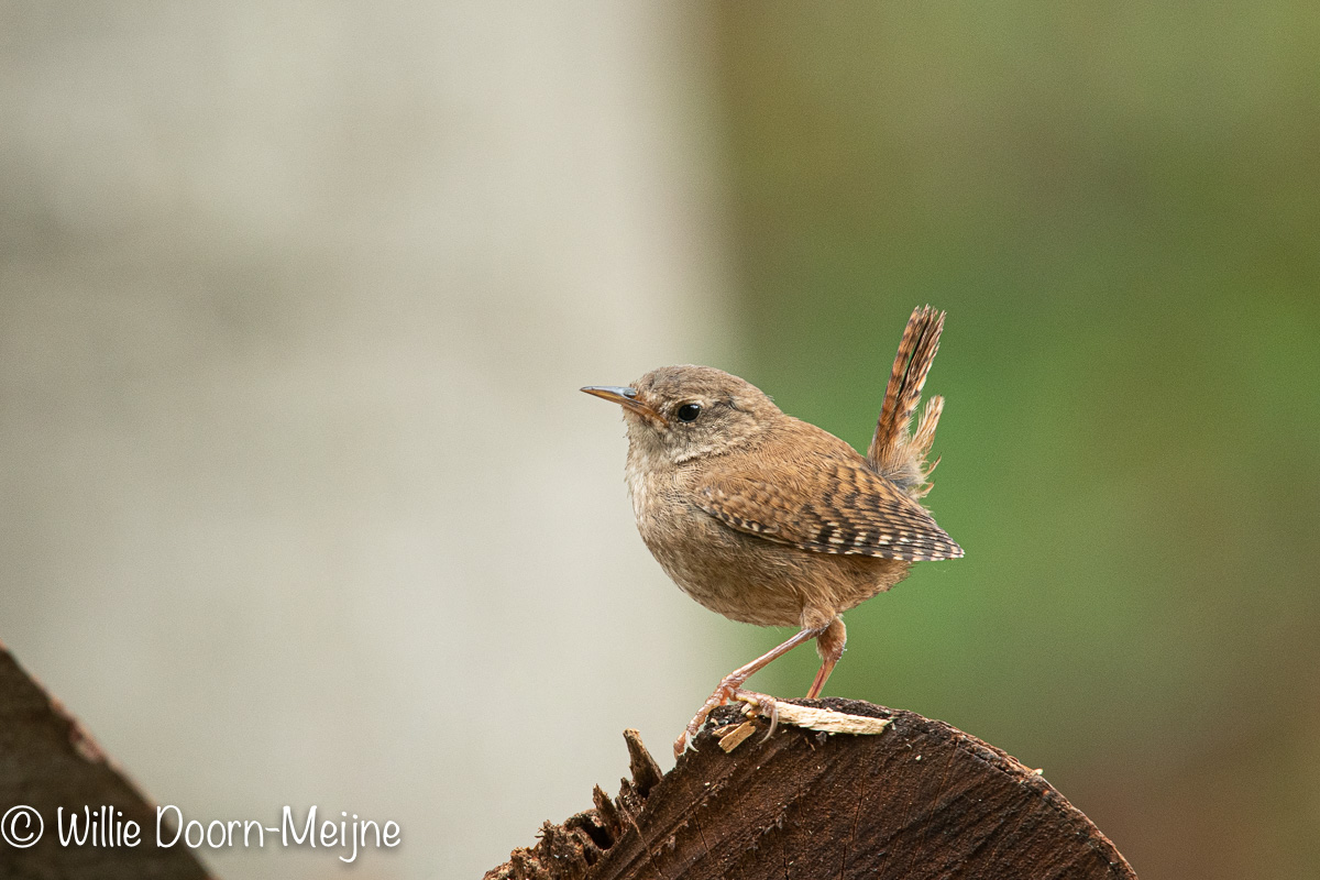 winterkoning Troglodytes troglodytes