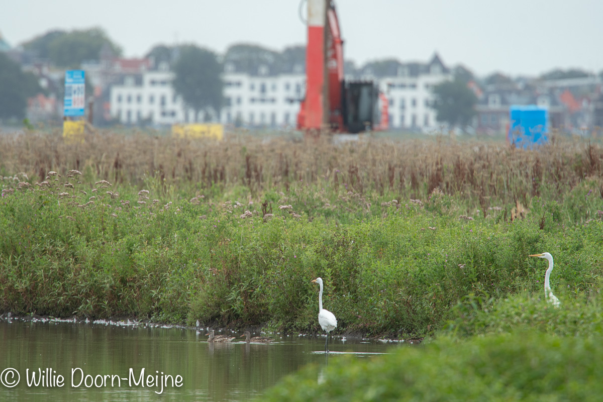 Grote Zilverreiger