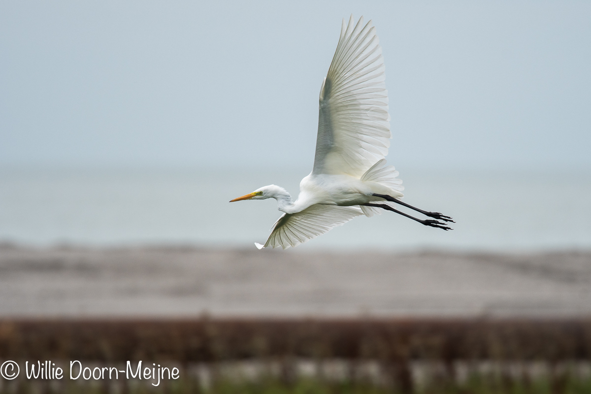 Grote Zilverreiger