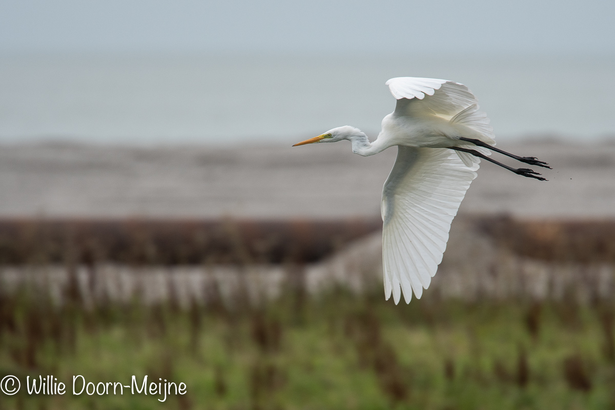 Grote Zilverreiger