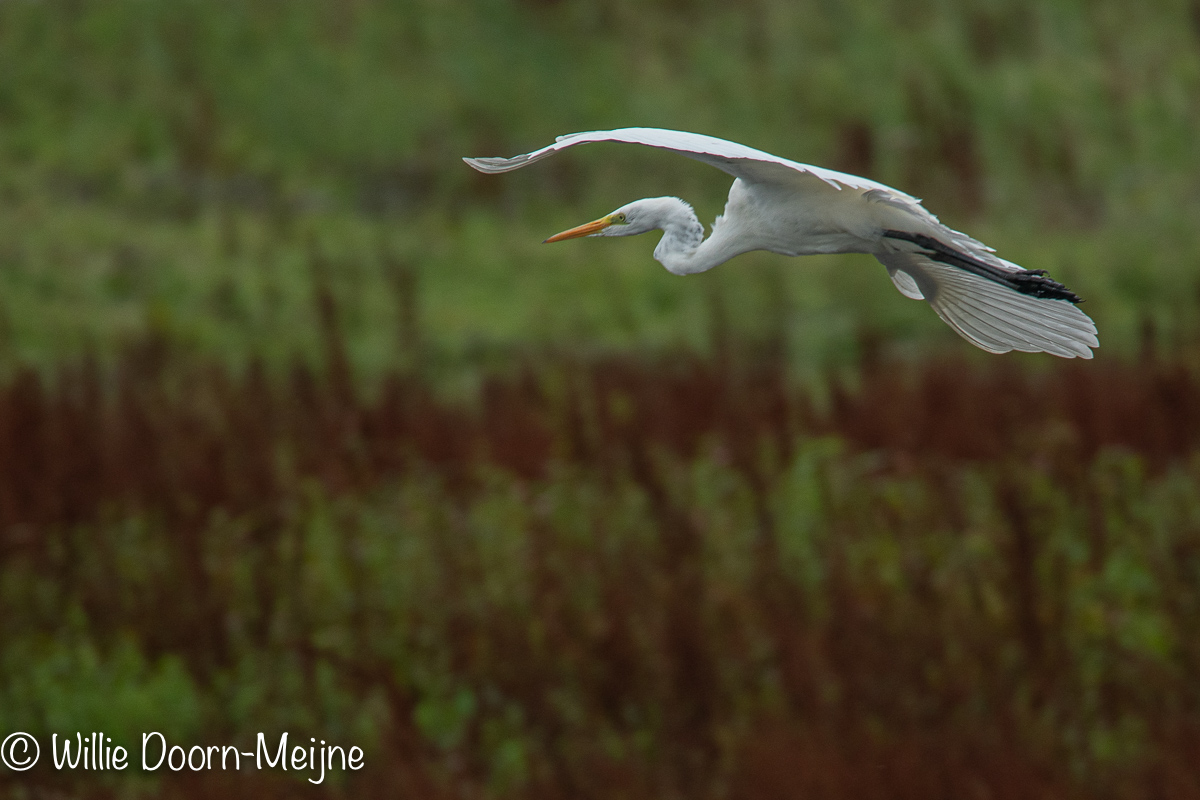 Grote Zilverreiger