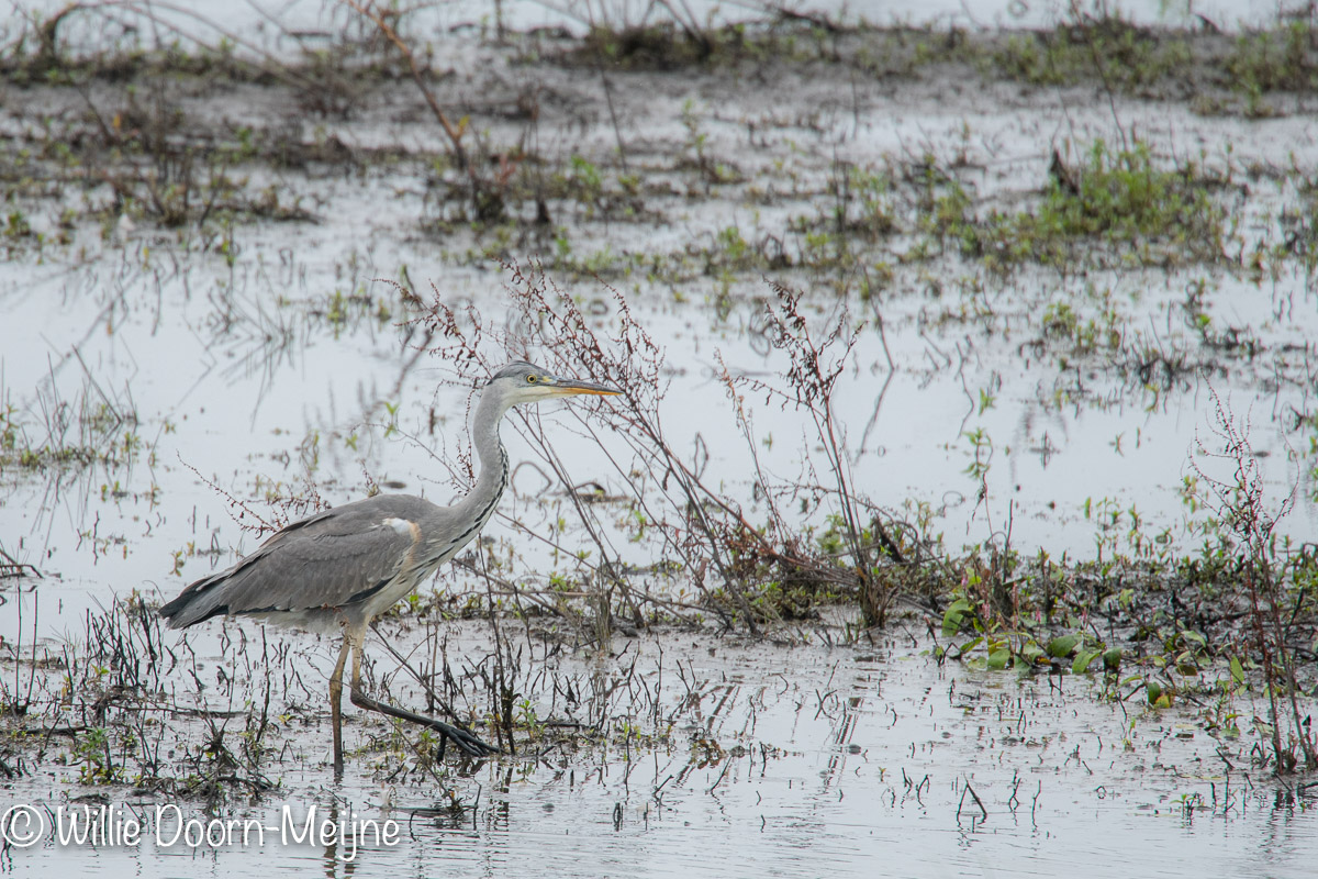 Blauwe reiger