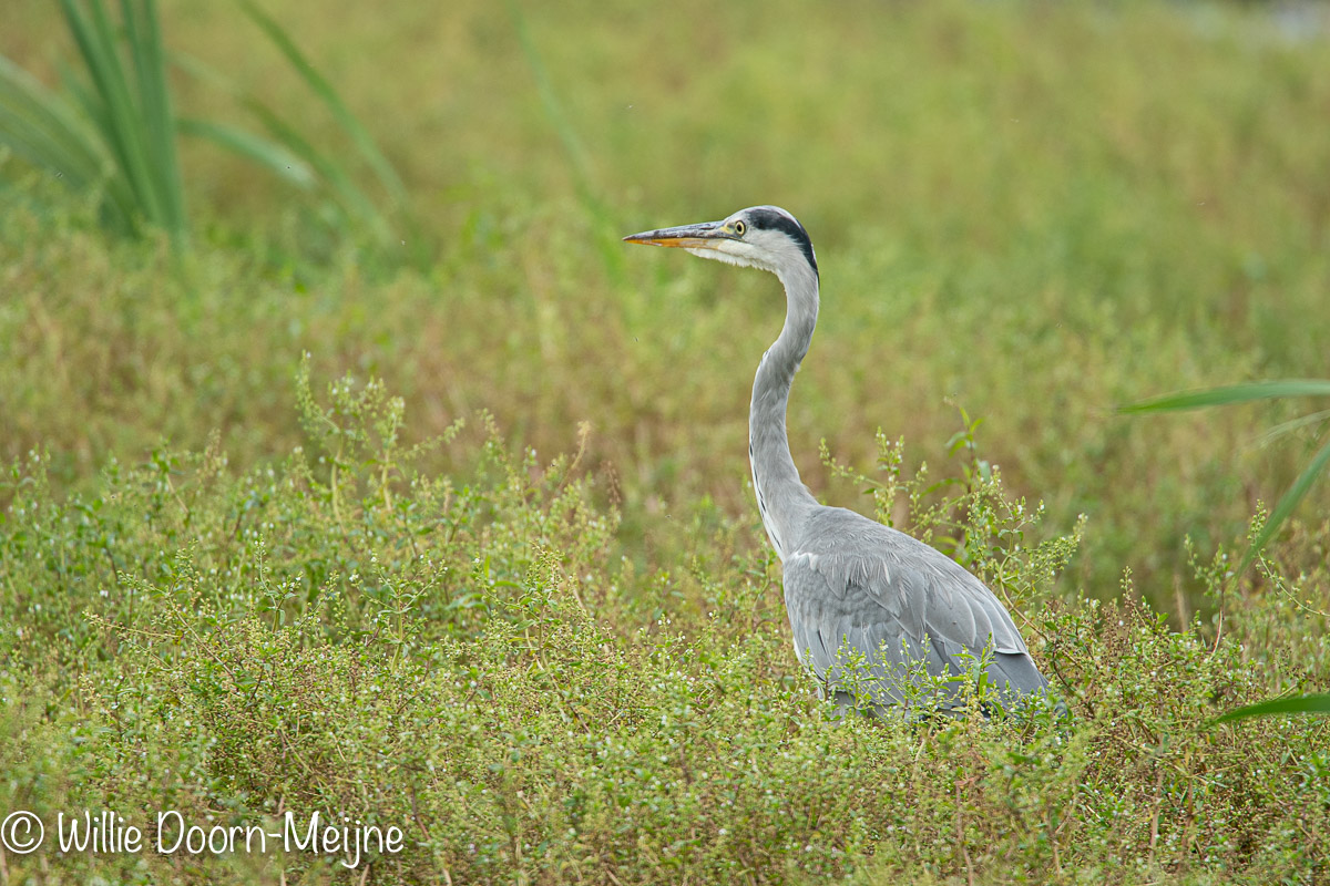 Blauwe reiger