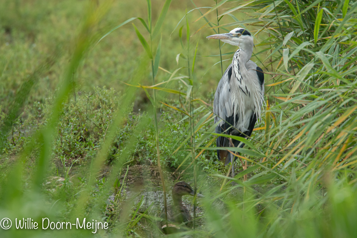 Blauwe reiger