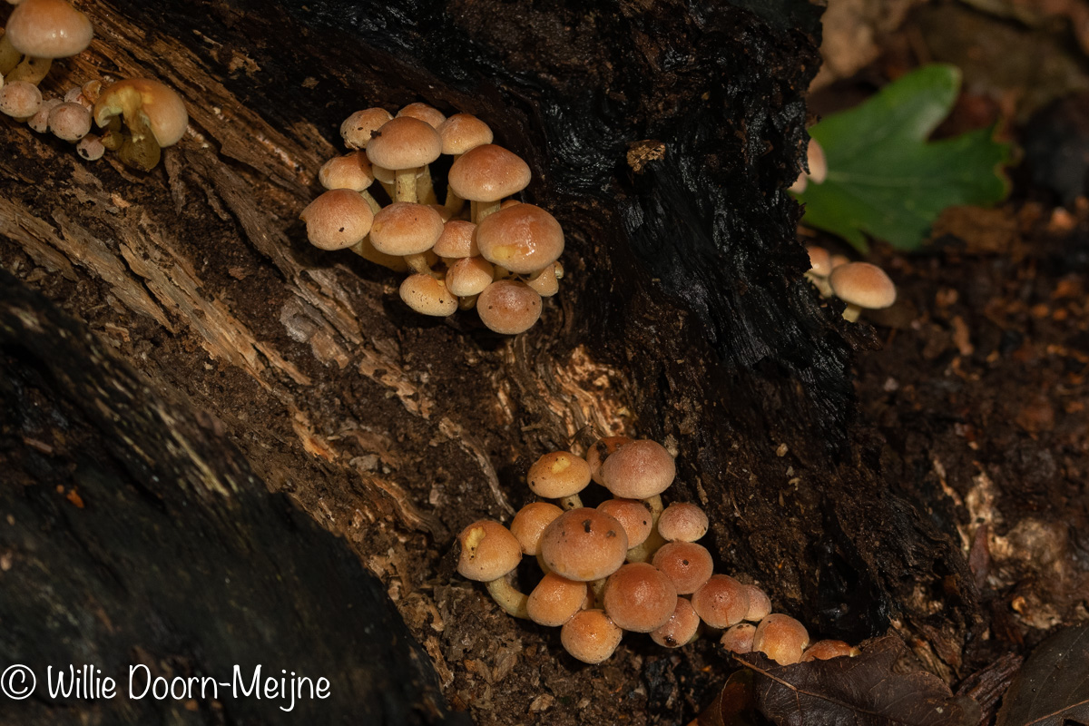 stobbezwam Kuehneromyces mutabilis