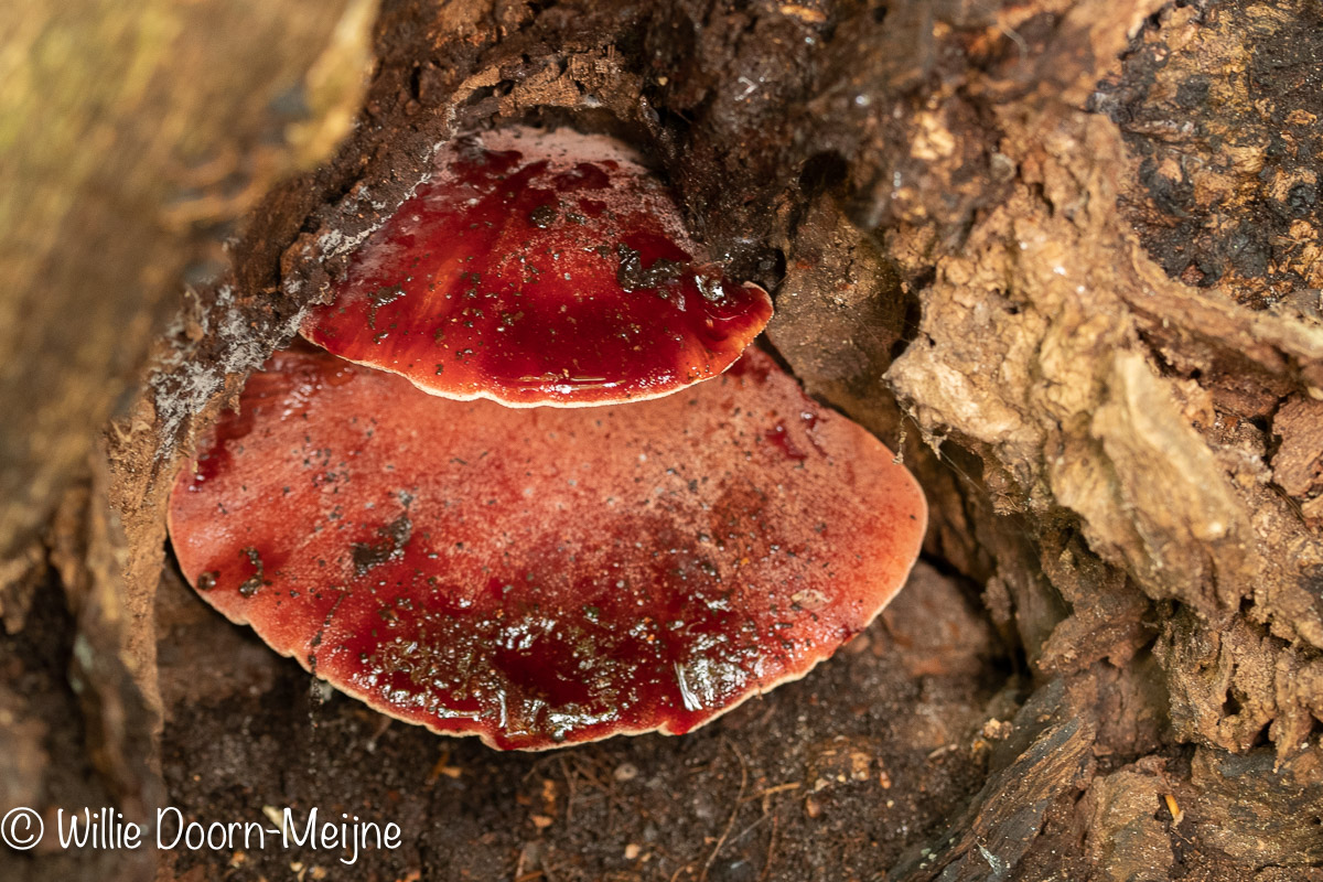 biefstukzwam Fistulina hepatica