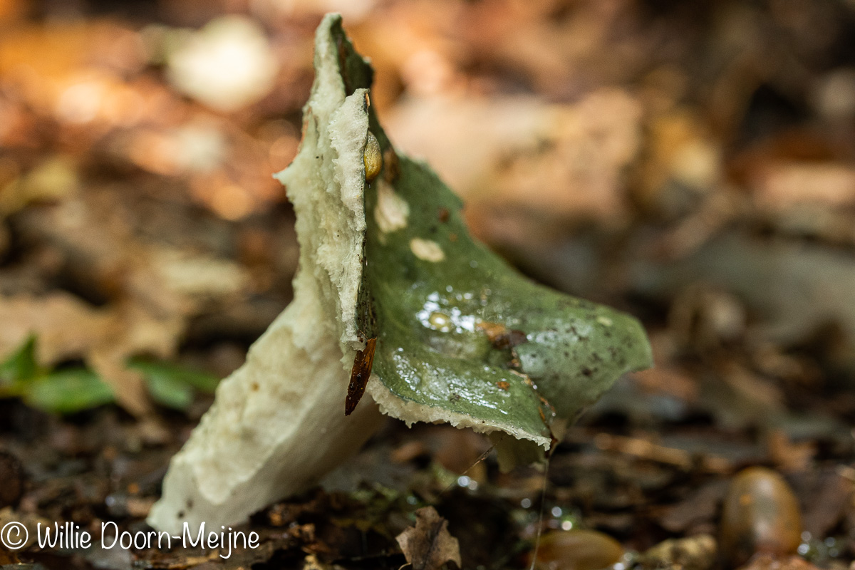 Russula