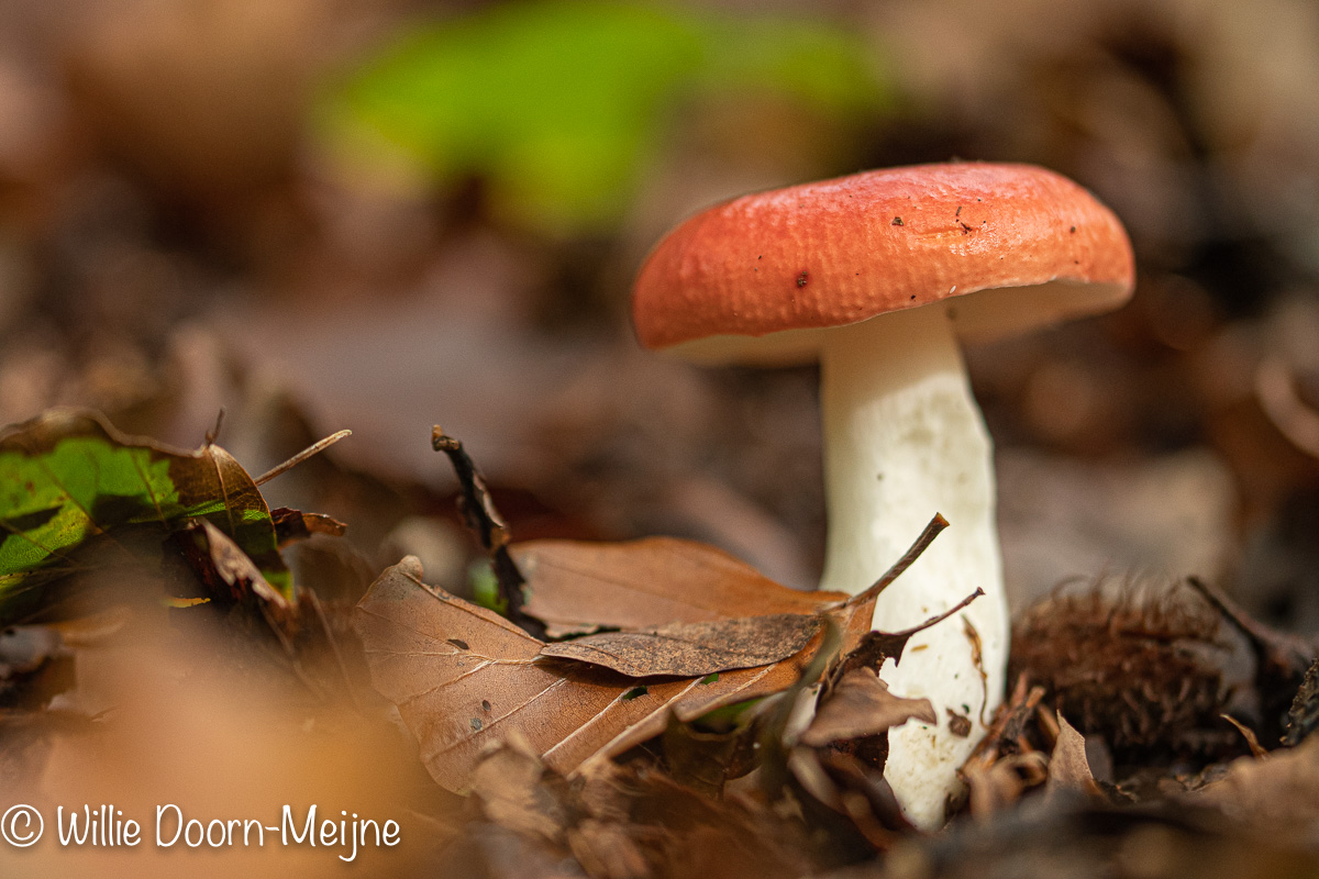 braakrussula Russula emetica