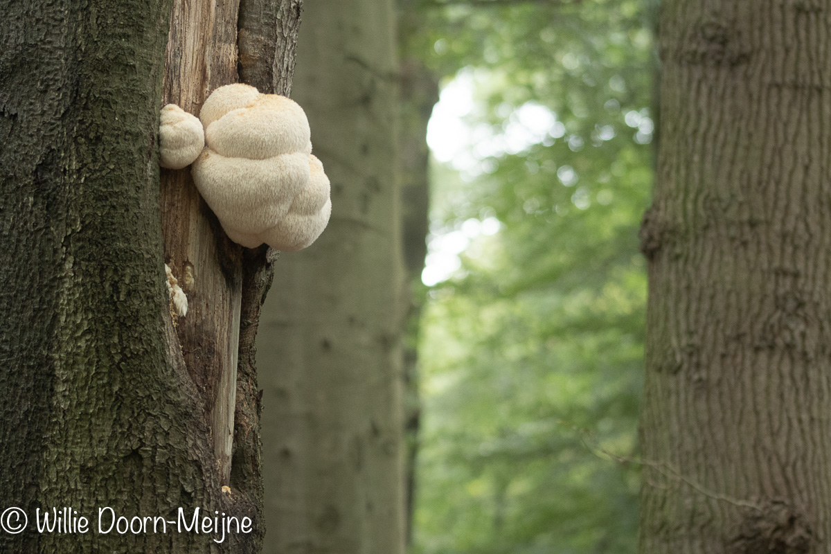 Hericium erinaceus